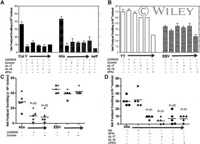 IL-17A Antibody in Neutralization (Neu)