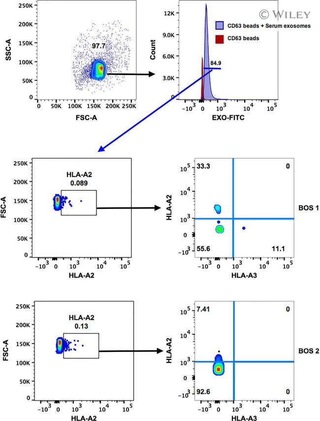 HLA-A3 Antibody in Flow Cytometry (Flow)