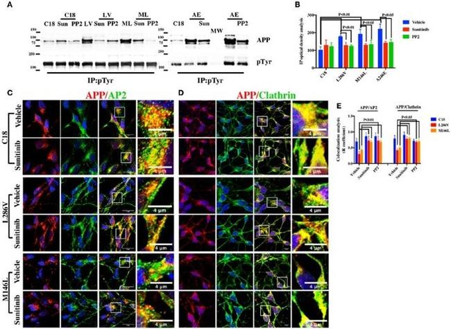 alpha Adaptin Antibody in Immunocytochemistry, Immunoprecipitation (ICC/IF, IP)