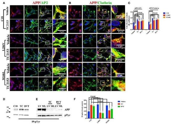 alpha Adaptin Antibody in Immunocytochemistry (ICC/IF)