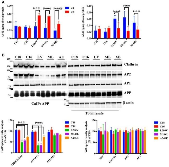 alpha Adaptin Antibody in Immunoprecipitation (IP)