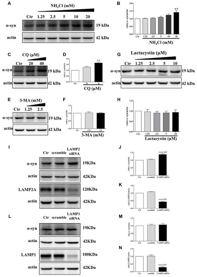 alpha Synuclein Antibody in Western Blot (WB)