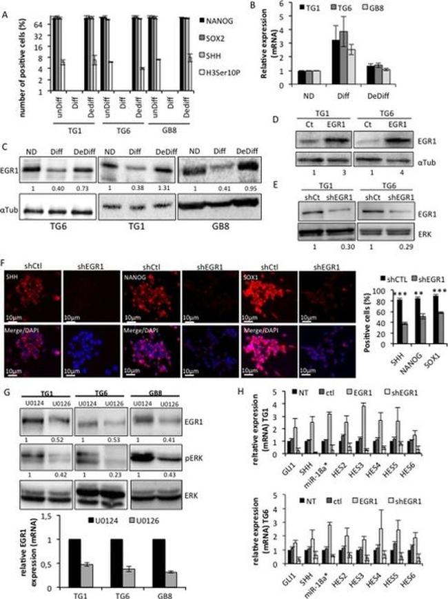 alpha Tubulin Antibody in Western Blot (WB)