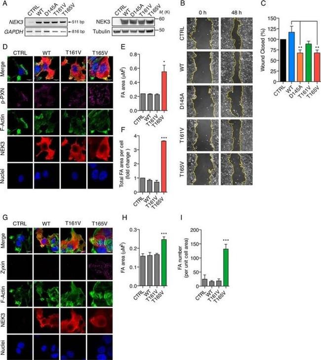 alpha Tubulin Antibody in Western Blot (WB)