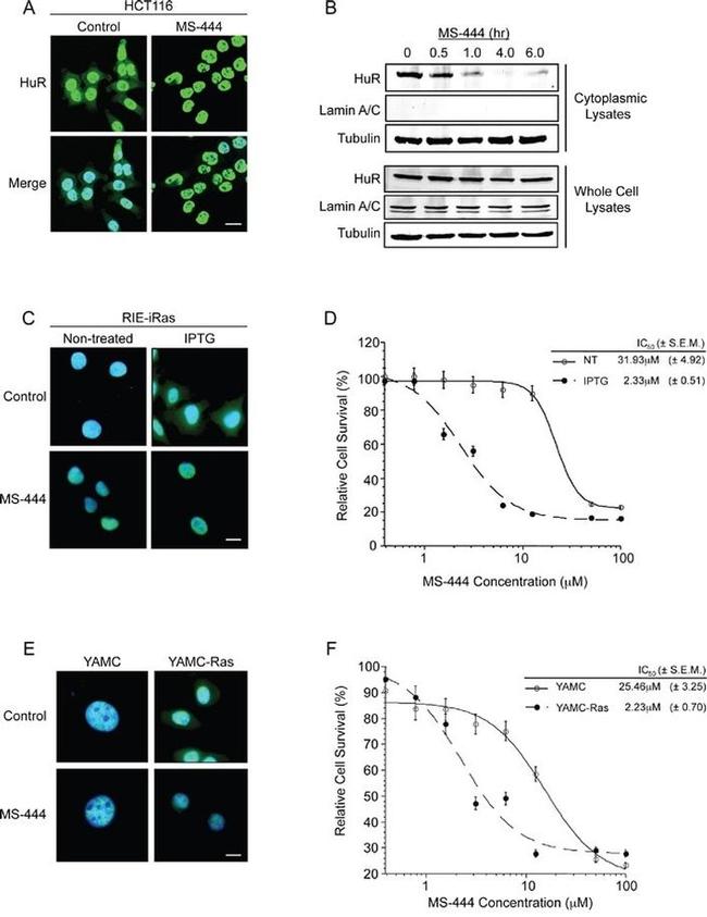 alpha Tubulin Antibody in Western Blot (WB)