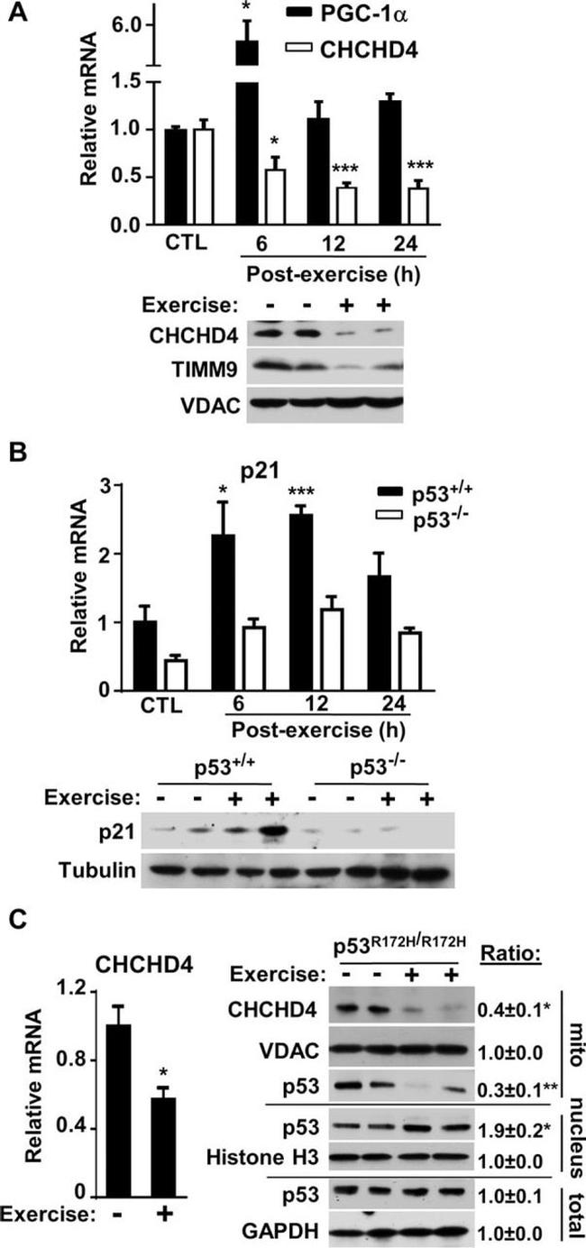 alpha Tubulin Antibody in Western Blot (WB)