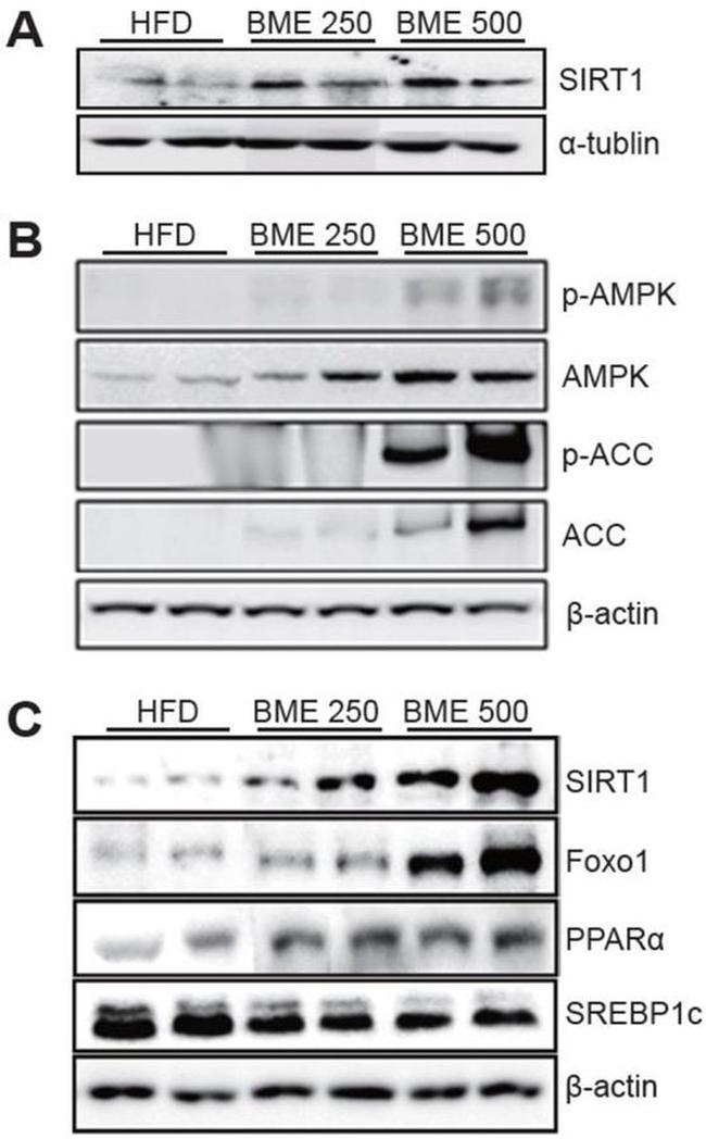 alpha Tubulin Antibody in Western Blot (WB)