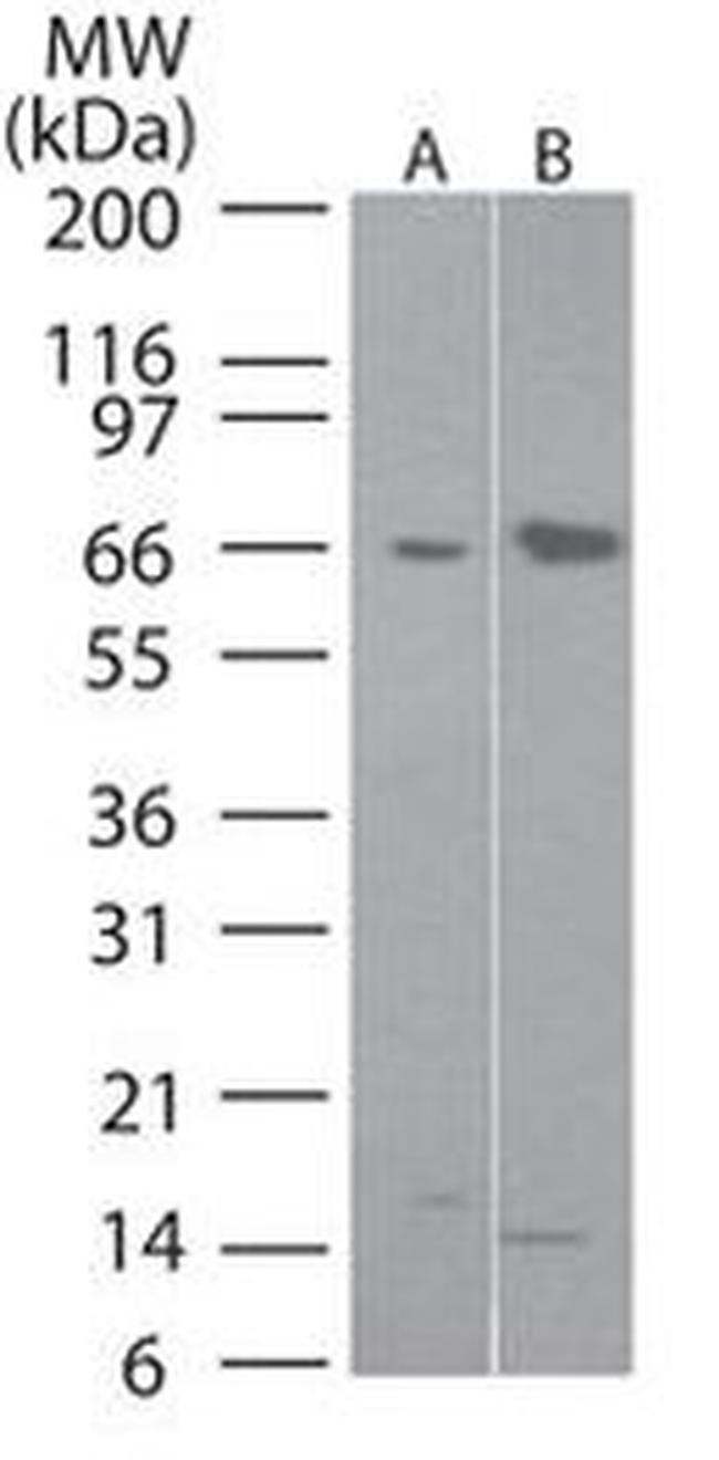 FLIP Antibody in Western Blot (WB)