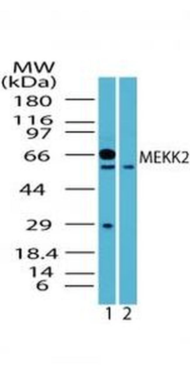 MEKK2 Antibody in Western Blot (WB)