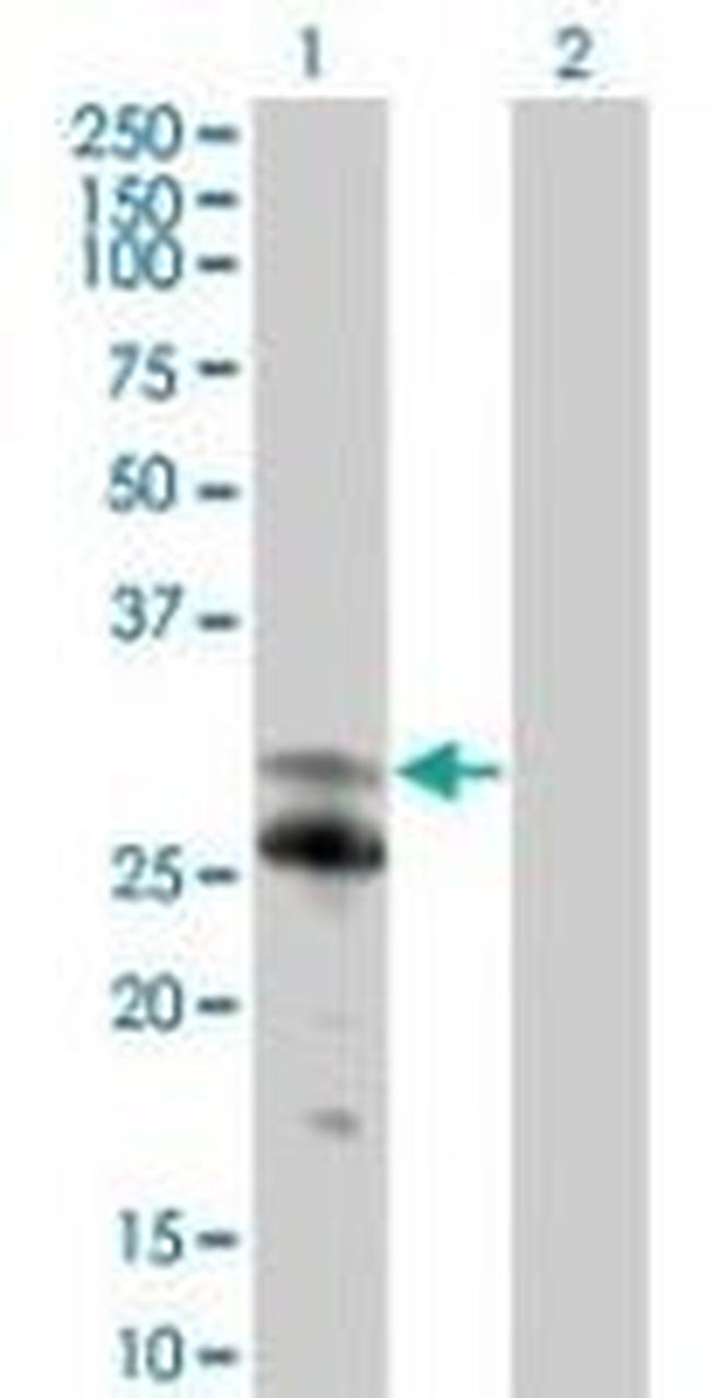 NFAM1 Antibody in Western Blot (WB)