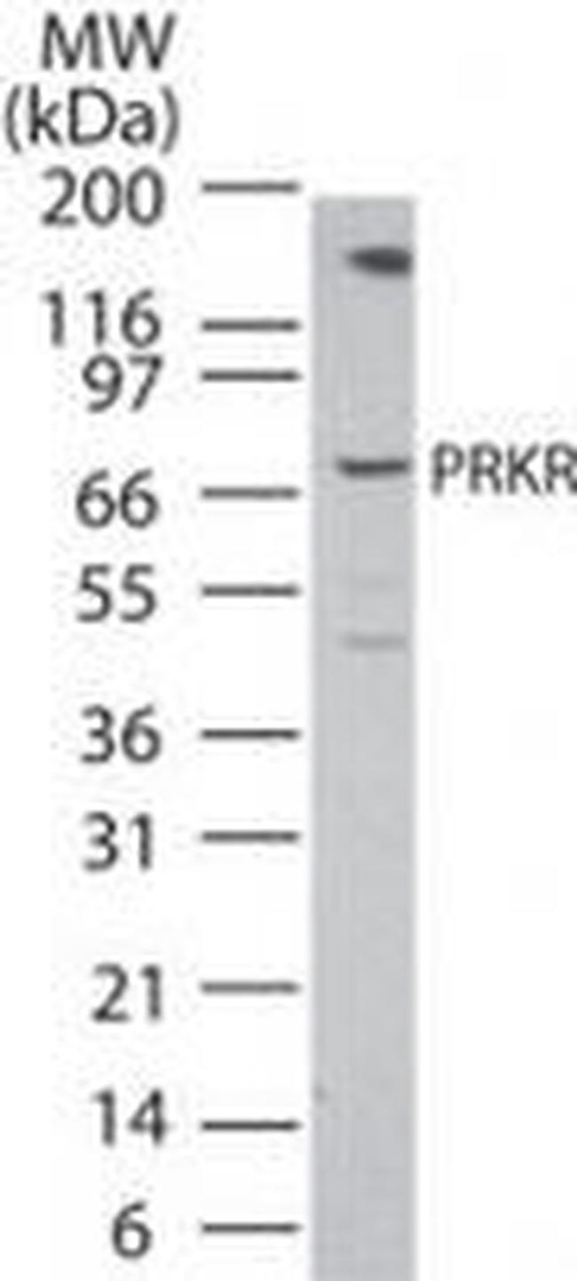 PKR Antibody in Western Blot (WB)