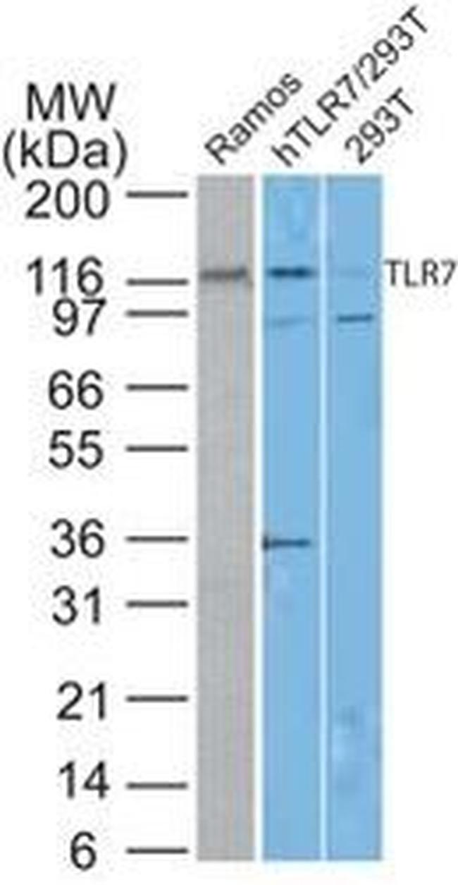 TLR7 Antibody in Western Blot (WB)