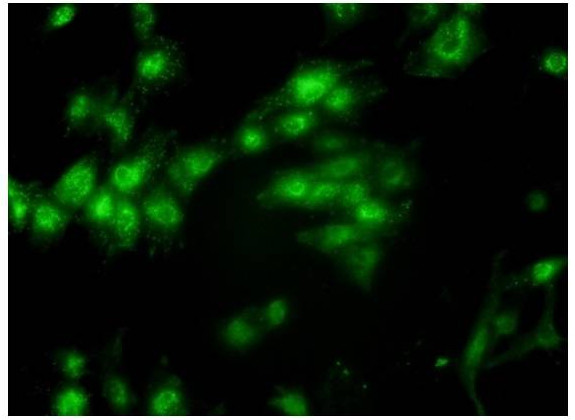 ANP Antibody in Immunocytochemistry (ICC/IF)