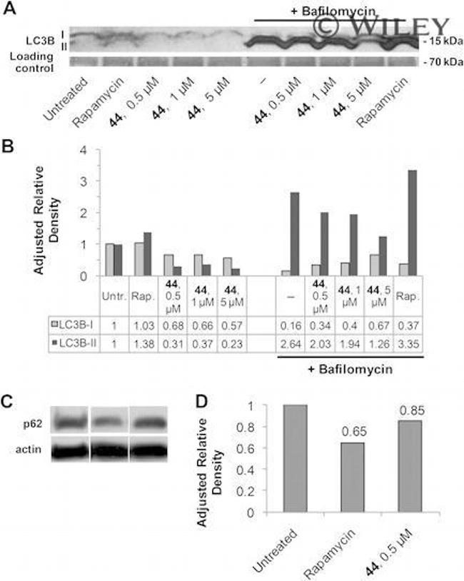 LC3B Antibody in Western Blot (WB)