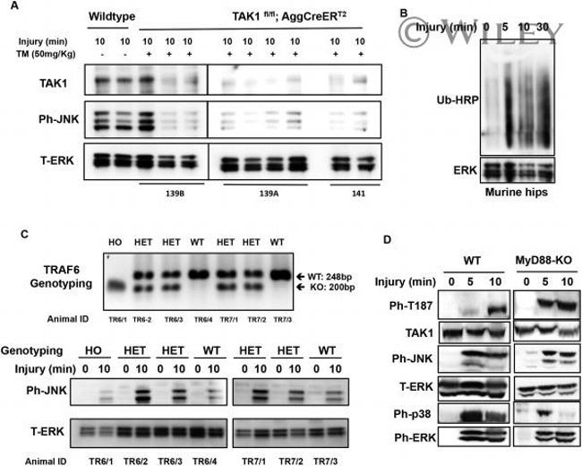 Phospho-JNK1/JNK2 (Thr183, Tyr185) Antibody in Western Blot (WB)