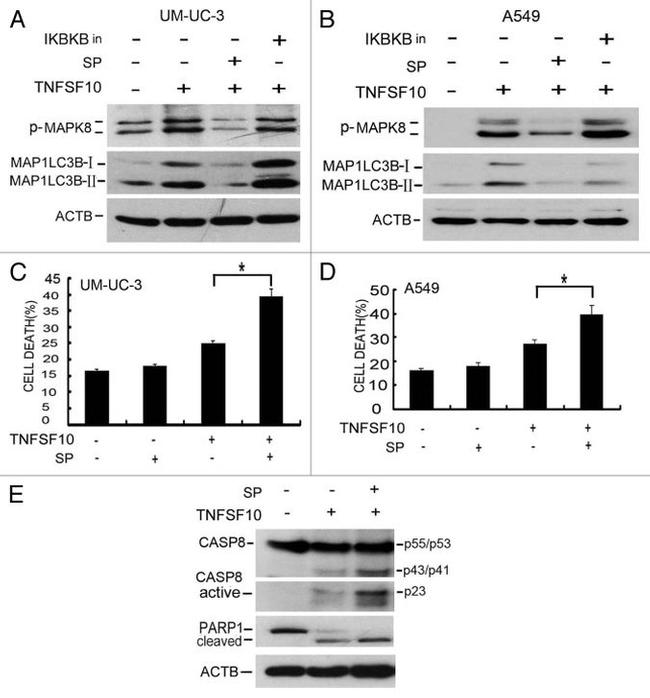 Phospho-JNK1/JNK2 (Thr183, Tyr185) Antibody in Western Blot (WB)