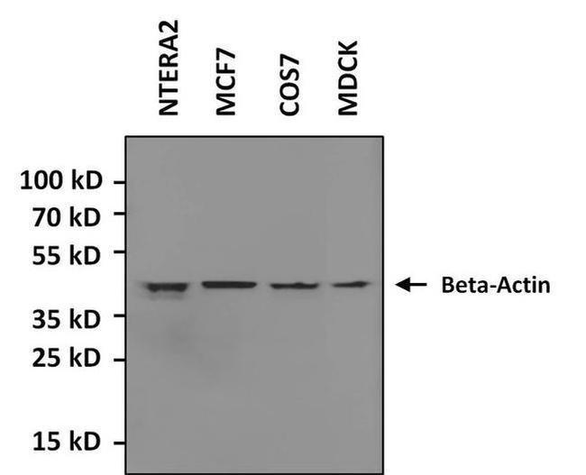 beta Actin Antibody in Western Blot (WB)