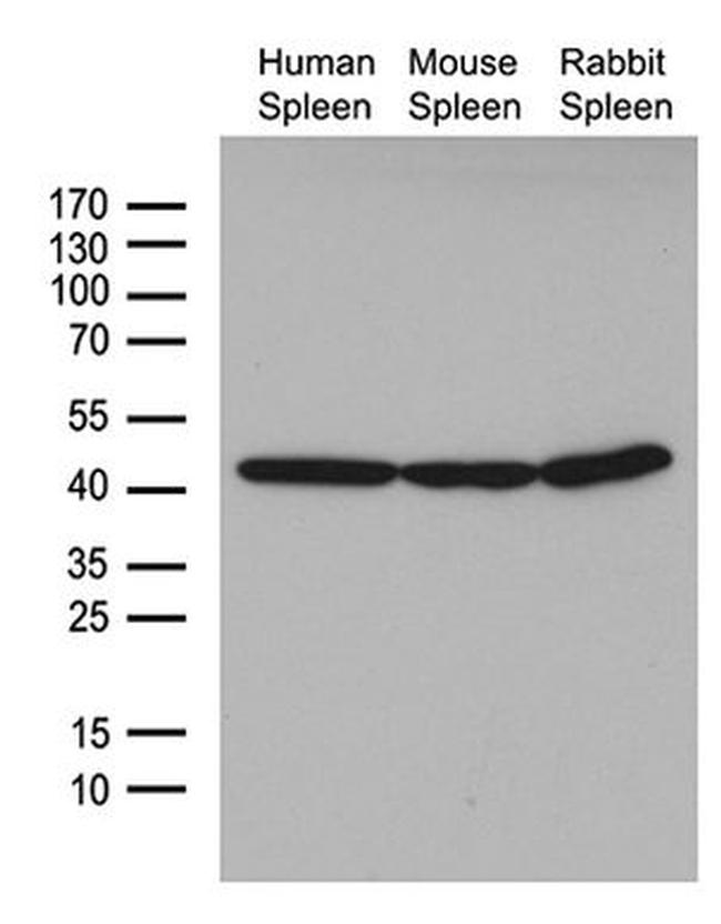 beta Actin Antibody in Western Blot (WB)