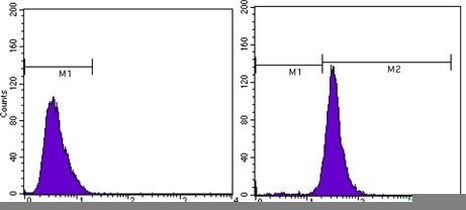 beta Actin Antibody in Flow Cytometry (Flow)