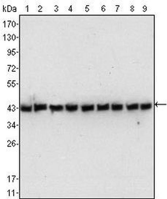 beta Actin Antibody in Western Blot (WB)