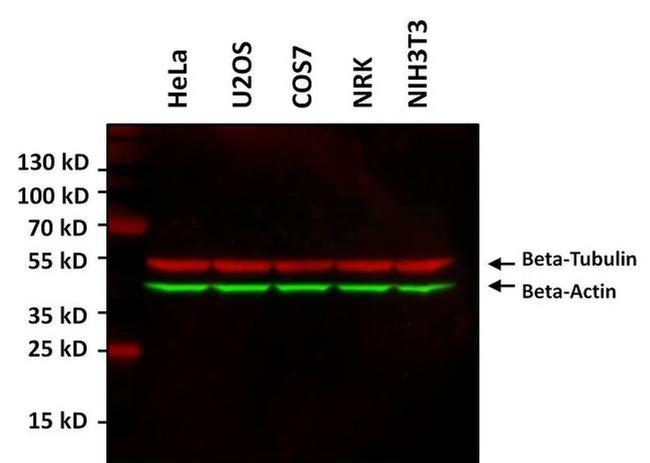 beta Tubulin Loading Control Antibody in Western Blot (WB)