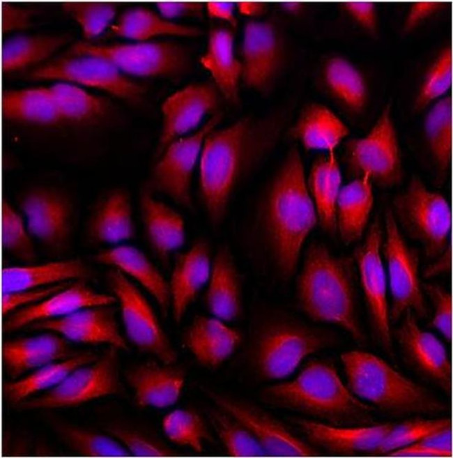 beta Tubulin Loading Control Antibody in Immunocytochemistry (ICC/IF)