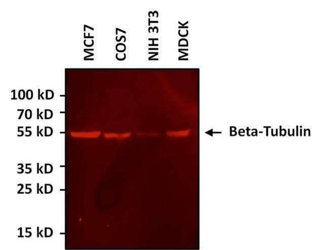 beta Tubulin Loading Control Antibody in Western Blot (WB)