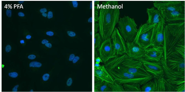 beta Actin Loading Control Antibody in Immunocytochemistry (ICC/IF)