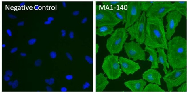 beta Actin Antibody in Immunocytochemistry (ICC/IF)