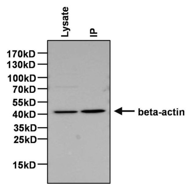 beta Actin Antibody in Immunoprecipitation (IP)