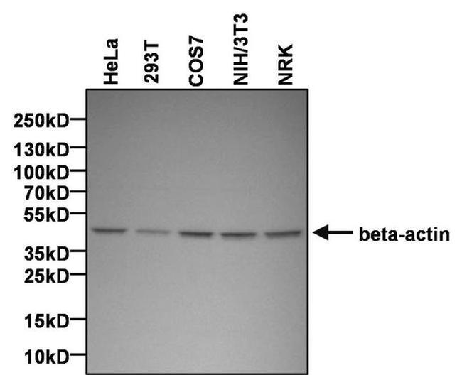 beta Actin Antibody in Western Blot (WB)