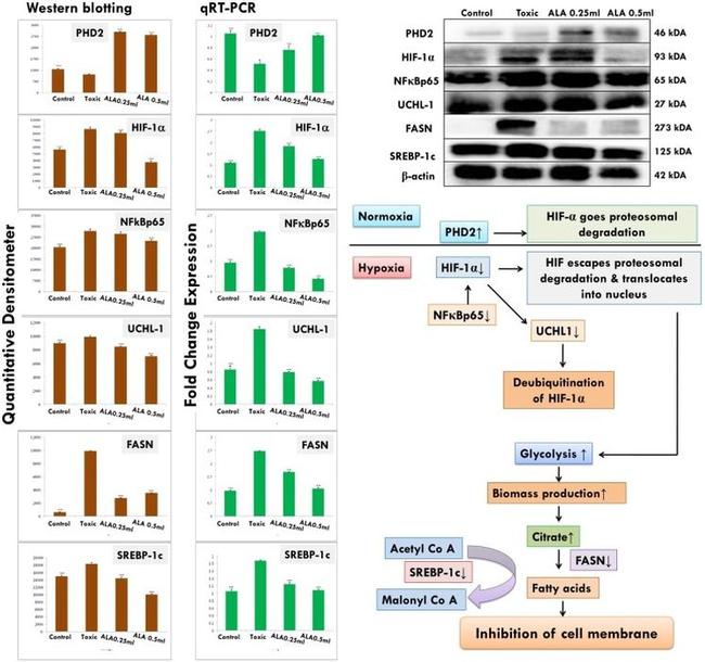 beta Actin Antibody in Western Blot (WB)