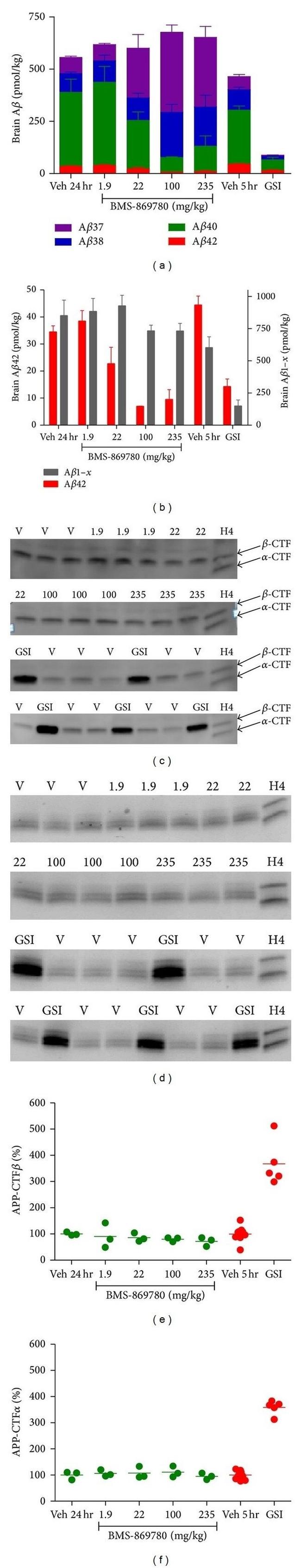 beta Amyloid Antibody in Western Blot (WB)