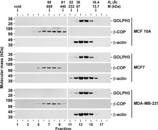 beta COP Antibody in Western Blot (WB)