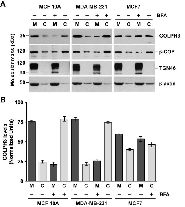 beta COP Antibody in Western Blot (WB)