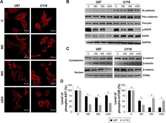 EGFR Antibody in Western Blot (WB)