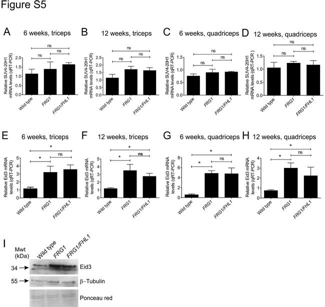 beta Tubulin Antibody in Western Blot (WB)