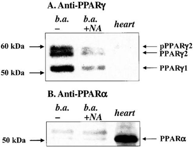 PPAR alpha Antibody in Western Blot (WB)