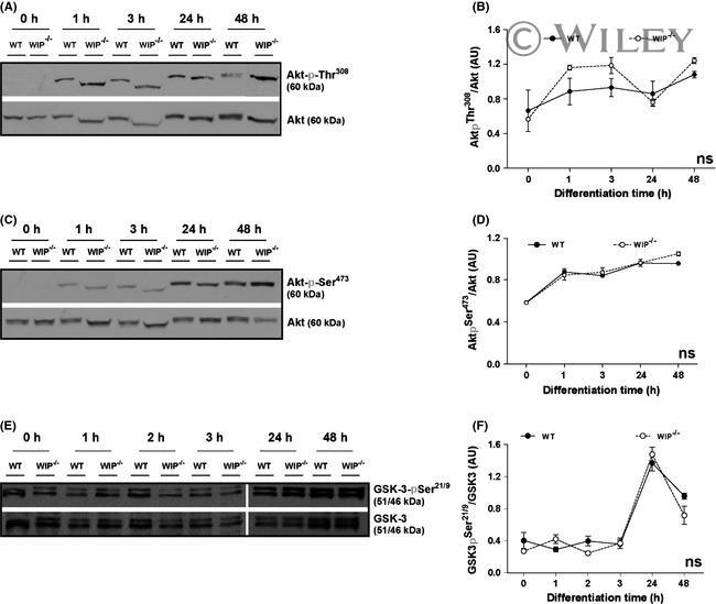 GSK3 alpha/beta Antibody in Western Blot (WB)