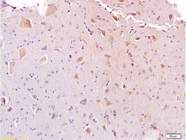 Galanin Antibody in Immunohistochemistry (Paraffin) (IHC (P))