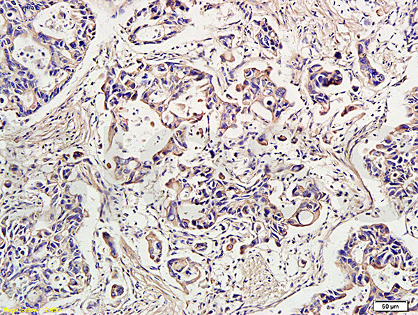 IDE Antibody in Immunohistochemistry (Paraffin) (IHC (P))