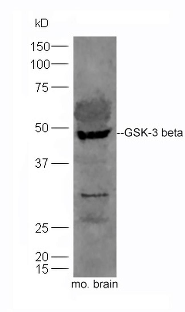 GSK-3 beta NT Antibody in Western Blot (WB)