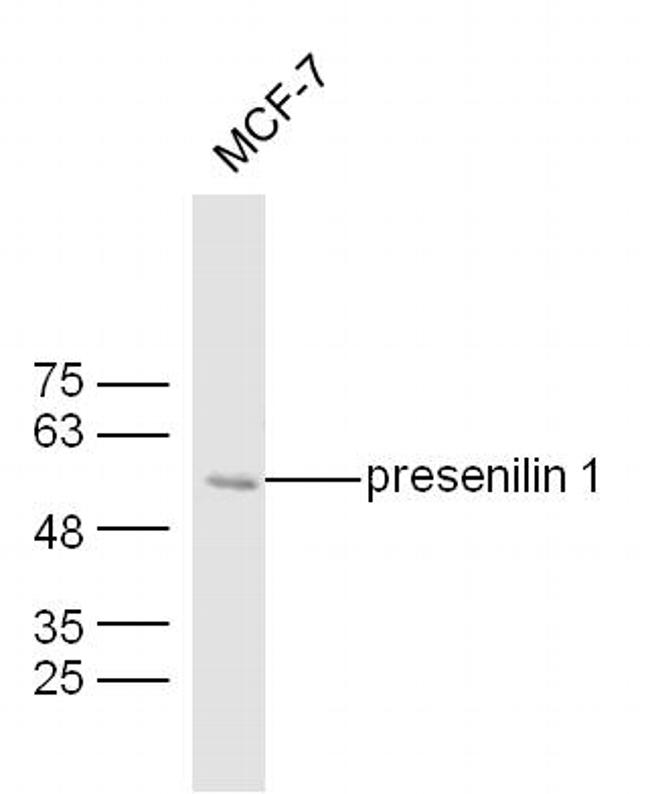 presenilin 1 Antibody in Western Blot (WB)