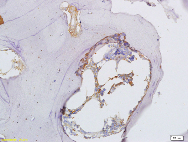 Osteopontin Antibody in Immunohistochemistry (Paraffin) (IHC (P))