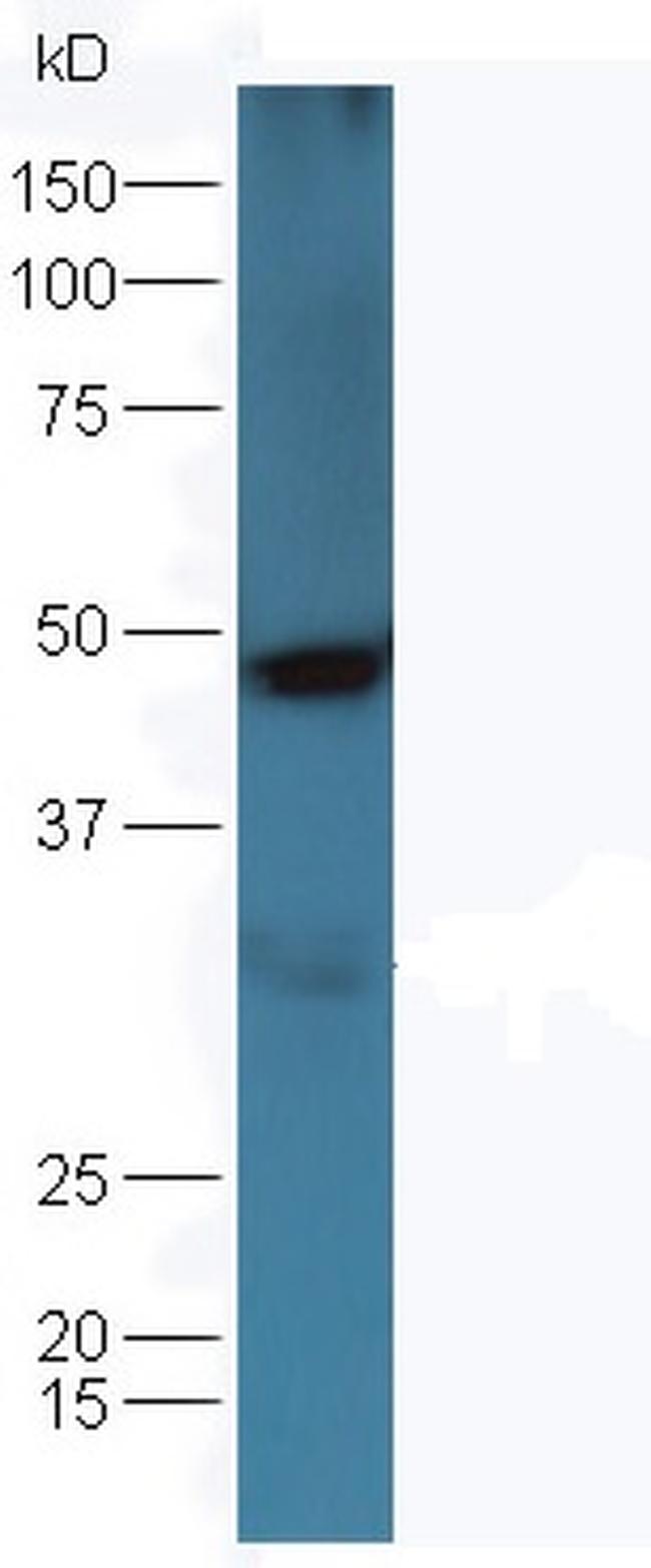 Osteopontin Antibody in Western Blot (WB)