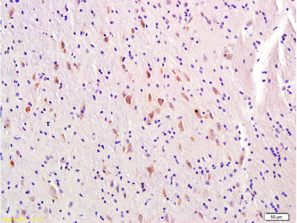 Melatonin Receptor 1A Antibody in Immunohistochemistry (Paraffin) (IHC (P))