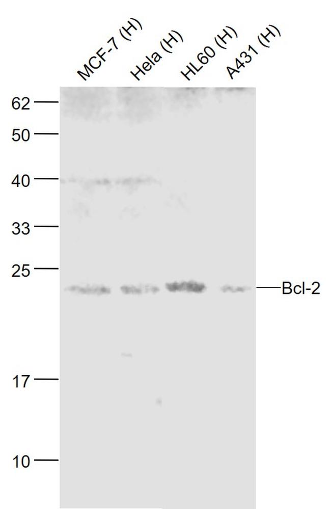 Bcl-2 Antibody in Western Blot (WB)