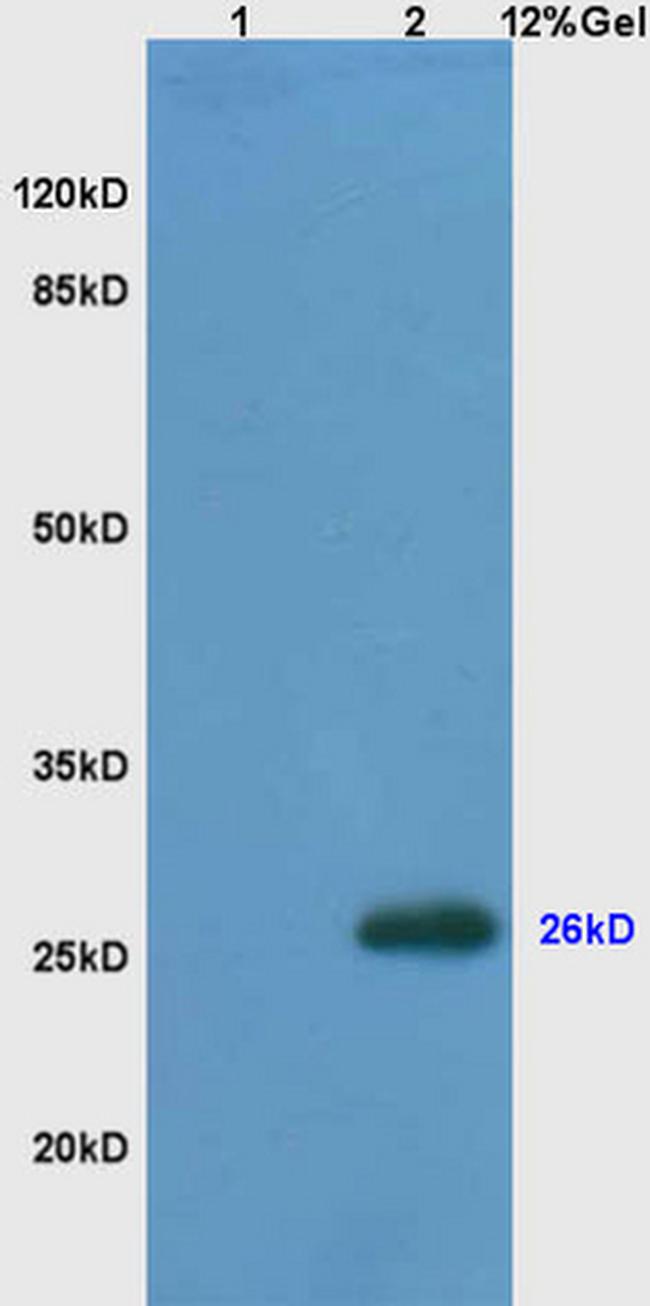 Bcl-2 Antibody in Western Blot (WB)