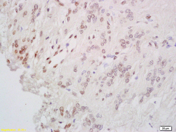 CREB-1 Antibody in Immunohistochemistry (Paraffin) (IHC (P))