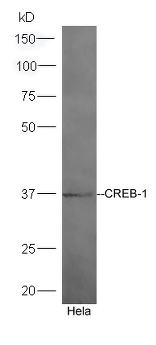 CREB-1 Antibody in Western Blot (WB)